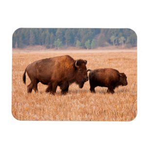 Magnet Flexible Bison d'Amérique (Bison bison) Vache et Veau