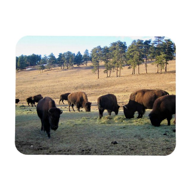 Magnet Flexible Bison dans le Colorado (Horizontal)