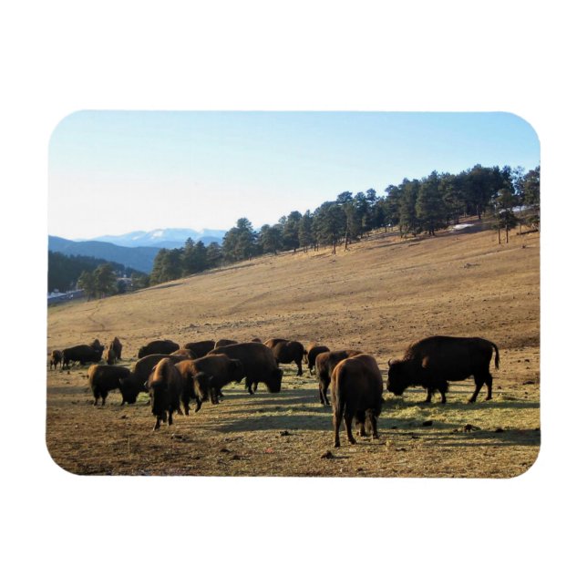 Magnet Flexible Bison dans le Colorado (Horizontal)