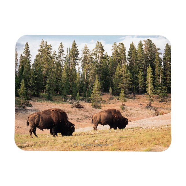 Magnet Flexible Bison dans le parc national de Yellowstone, Wyomin (Horizontal)