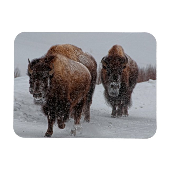 Magnet Flexible Bison de Yellowstone (Horizontal)
