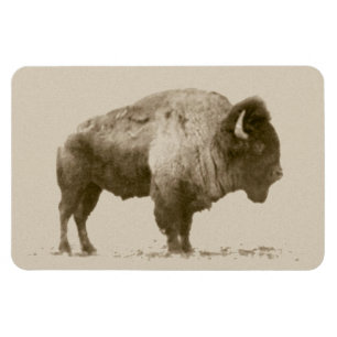 Magnet Flexible Bison des plaines