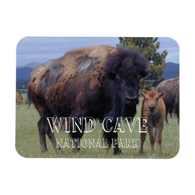 Magnet Flexible Bison et Veau, Parc national de Wind Cave, SD (Horizontal)