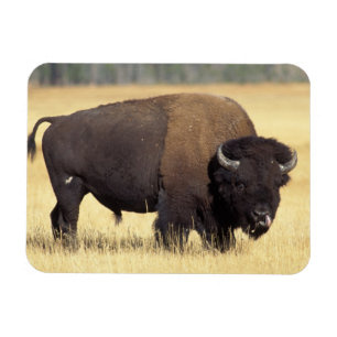 Magnet Flexible Bison mâle dans le parc national de Yellowstone
