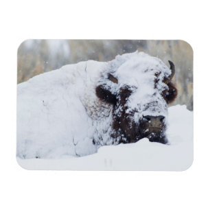 Magnet Flexible Bison mâle, pelage d'hiver