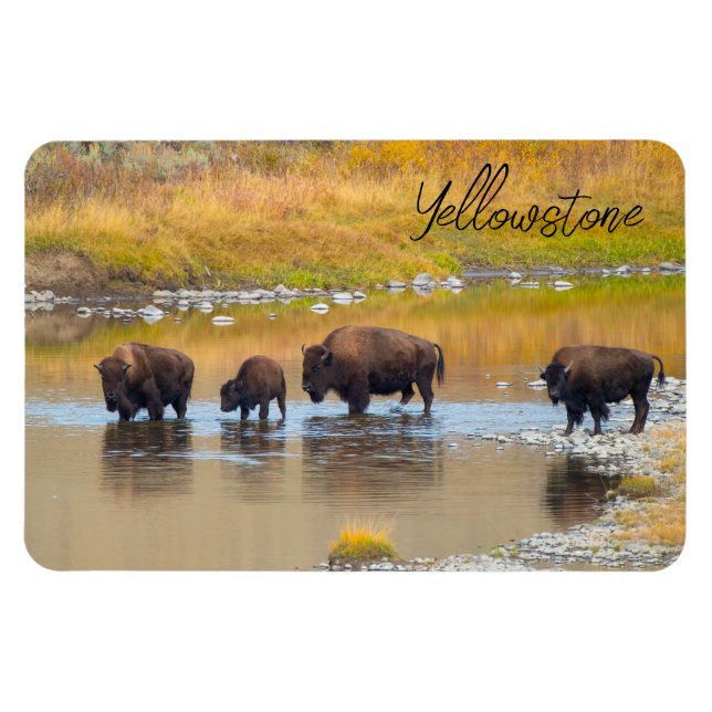 Magnet Flexible Bison River Crossing Parc national de Yellowstone (Horizontal)