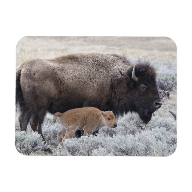 Magnet Flexible Bisonne et veau, Yellowstone (Horizontal)