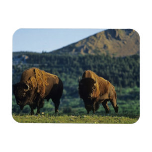 Magnet Flexible Bisons mâles au parc national des lacs Waterton