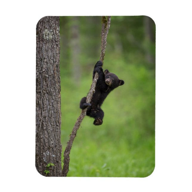 Magnet Flexible Black Bear Cub jouant sur le membre de l'arbre (Vertical)