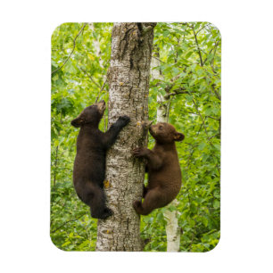 Magnet Flexible Black Bear Cubs Climbing Tree