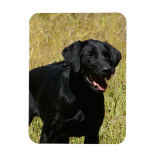 Magnet Flexible Black Lab en champ magnétique flexible