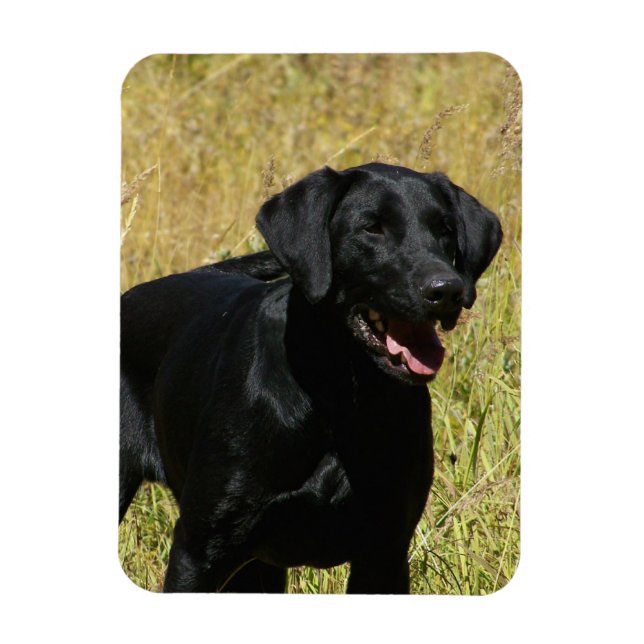 Magnet Flexible Black Lab en champ magnétique flexible (Vertical)