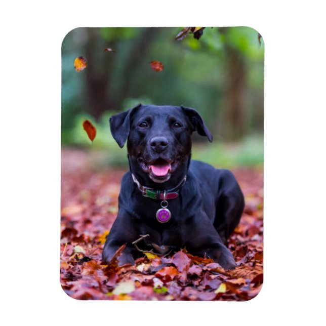 Magnet Flexible Black Labrador Dans Les Feuilles Automnes (Vertical)