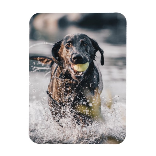 Magnet Flexible Black Labrador Joue La Récupération Dans L'Eau (Vertical)