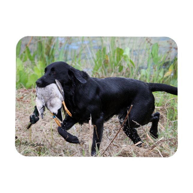 Magnet Flexible Black Labrador Retriever avec aimant à canard (Horizontal)