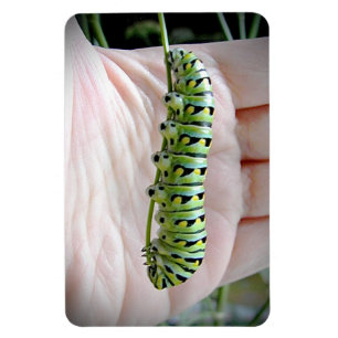 Magnet Flexible Black Swallowot Caterpillar Manger Parsley