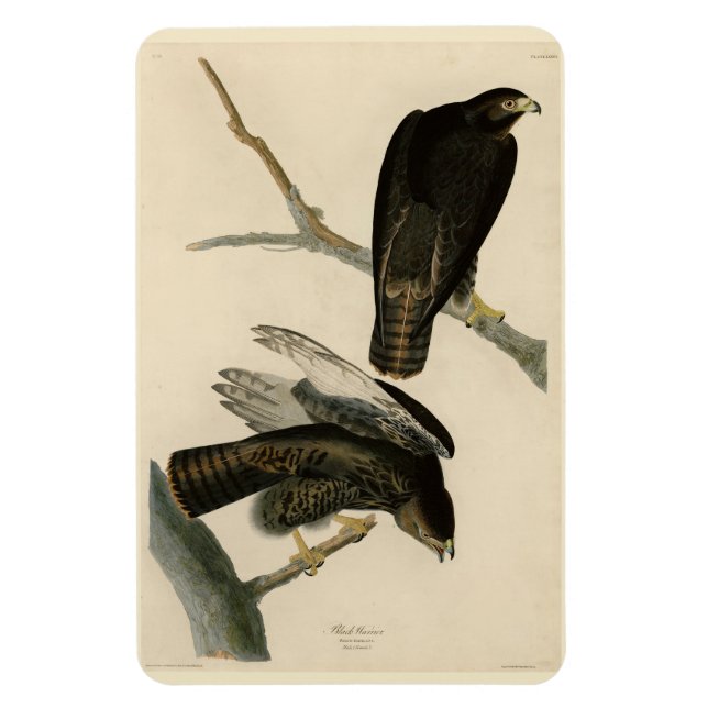 Magnet Flexible Black Warrior (Buse à queue rouge) d'Audubon Birds (Vertical)
