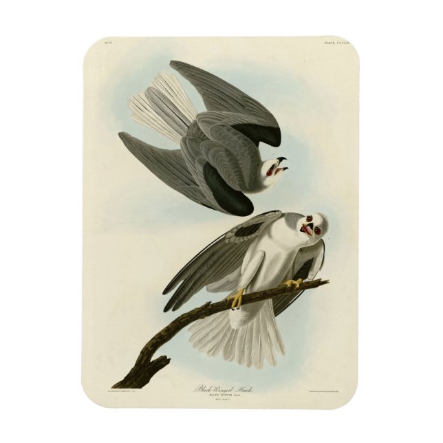 Magnet Flexible Black Winged Hawk - Audubon's Birds of America (Vertical)