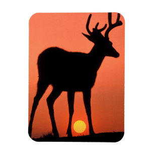 Magnet Flexible Blacktail ou Mule Deer   Parc national olympique