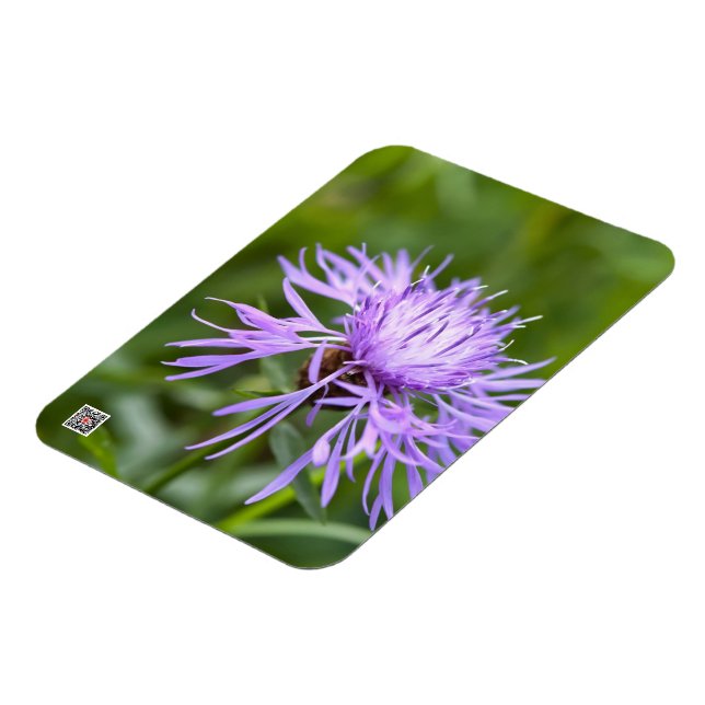 Magnet Flexible Bleuet pourpre (Côté Gauche)