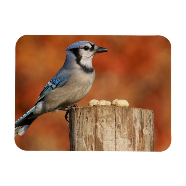 Magnet Flexible Blue Jay (Horizontal)