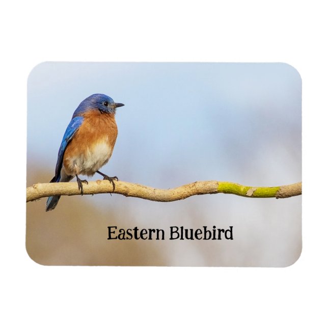 Magnet Flexible Bluebird (Horizontal)