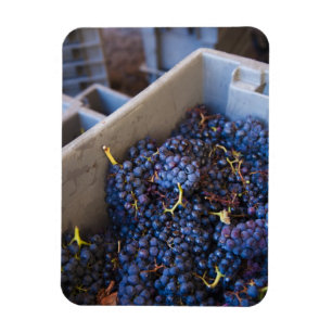 Magnet Flexible Bodega Marques de Riscal vignoble, raisins