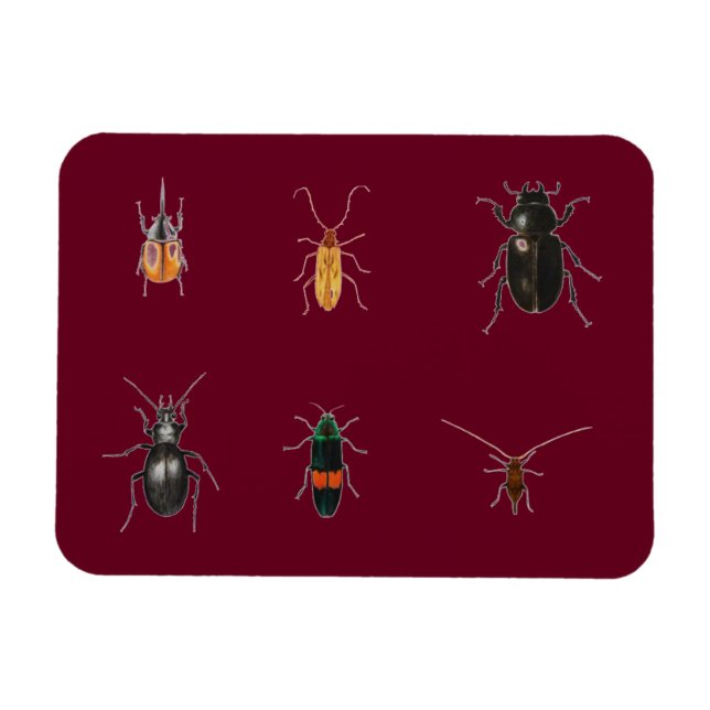 Magnet Flexible Bogues 2011 (Horizontal)
