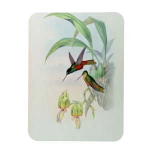Magnet Flexible Bonaparte's Star Fronted Hummingbird (lumière colo