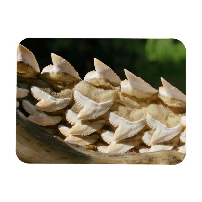 Magnet Flexible Bonnet de requin et dents (Horizontal)