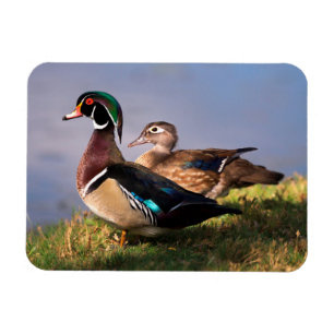 Magnet Flexible Bord de lac, Canard branchu