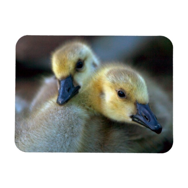 Magnet Flexible Bord du lac (Horizontal)
