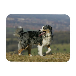 Magnet Flexible Border collie haletant 2