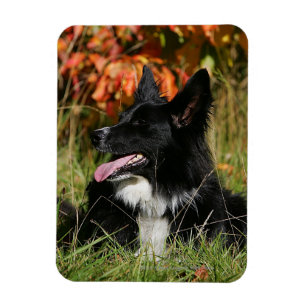 Magnet Flexible Border collie haletant la fixation