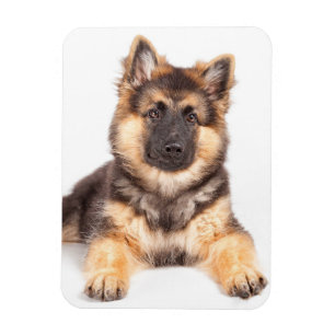 Magnet Flexible Bordure Collie Allemand Shepherd Mix