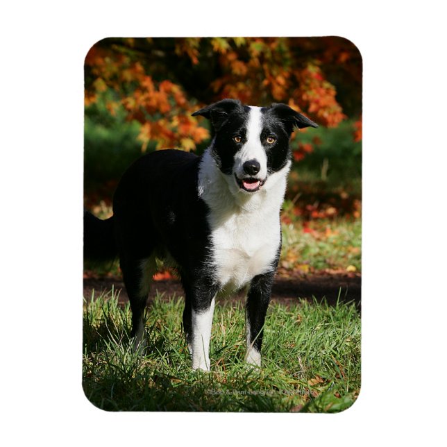 Magnet Flexible Bordure Collie Automne Debout (Vertical)