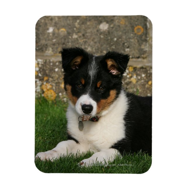 Magnet Flexible Bordure Collie Chiot avec feuille dans la bouche (Vertical)