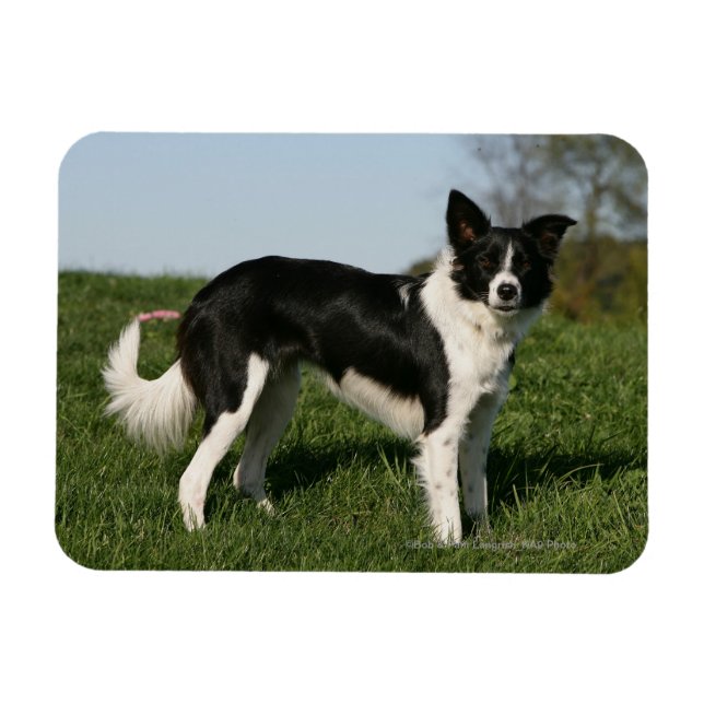 Magnet Flexible Bordure Collie Debout (Horizontal)