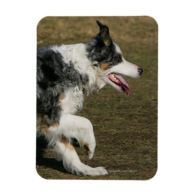 Magnet Flexible Bordure Collie Exécution 1 (Vertical)