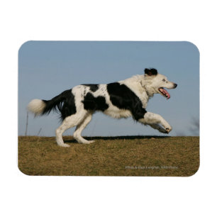 Magnet Flexible Bordure Collie Exécution 2