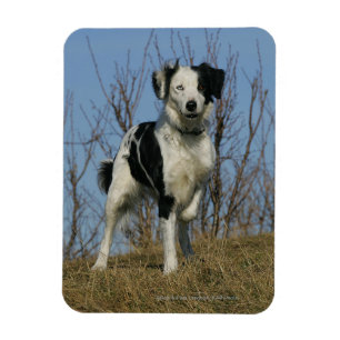 Magnet Flexible Bordure Collie Leg