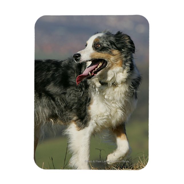 Magnet Flexible Bordure Collie Panne 2 (Vertical)