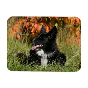 Magnet Flexible Bordure Collie Panne S'Étalant
