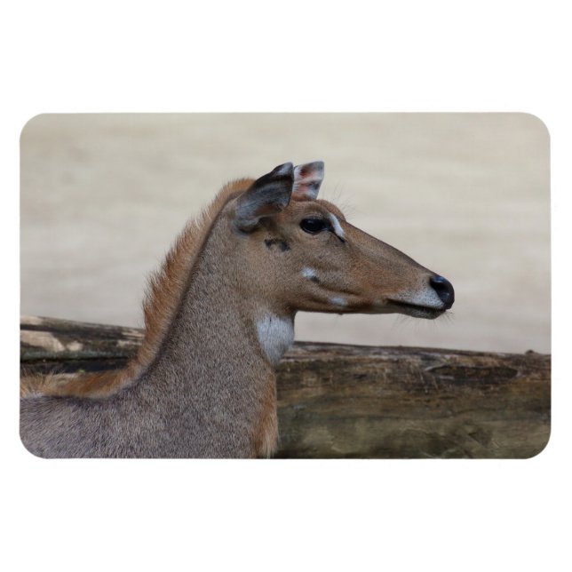 Magnet Flexible Boselaphus tragocamelus (Horizontal)