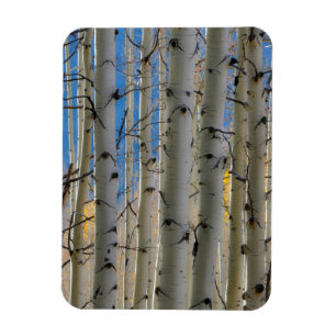 Magnet Flexible Bosquets de trembles Montagnes Rocheuses du Colo