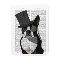 Boston Terrier, Formal Hound et Casquette