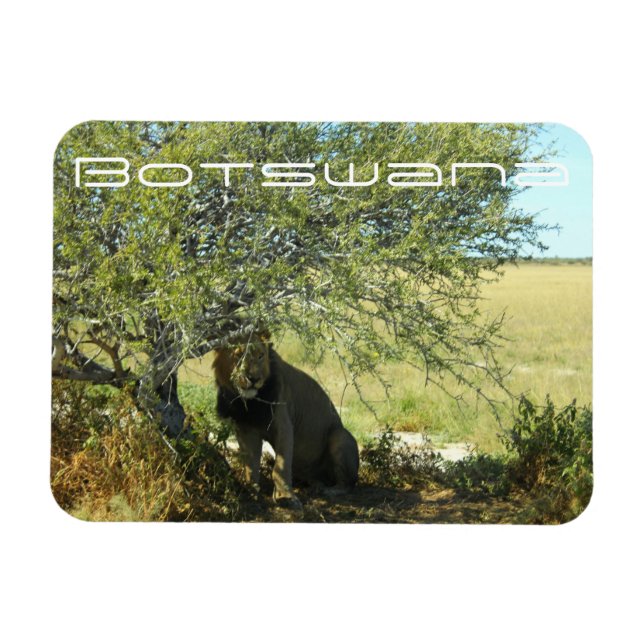 Magnet Flexible Botswana Centre Kalahari Lion Savannah Voyage (Horizontal)