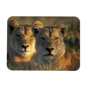 Magnet Flexible Botswana, parc national de Chobe, Lionnes