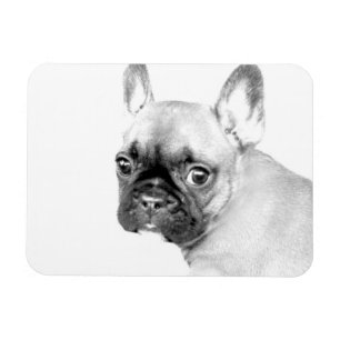 Magnet Flexible Bouledogue français