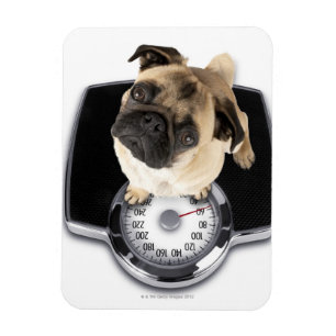 Magnet Flexible Bouledogue français sur des échelles regardant